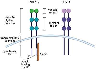 The Nectin family ligands, PVRL2 and PVR, in cancer immunology and immunotherapy